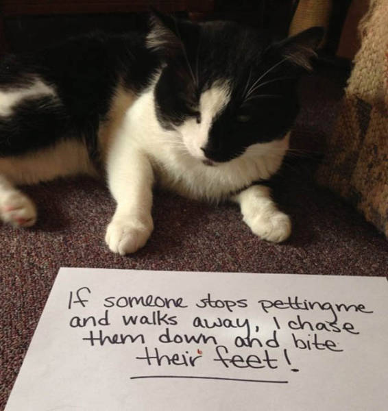 The Ultimate Collection Of Funny Pet Shaming Pics (26 pics)