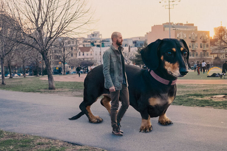 This Man Photoshops His Dachshund Dog to the size she thinks she is
