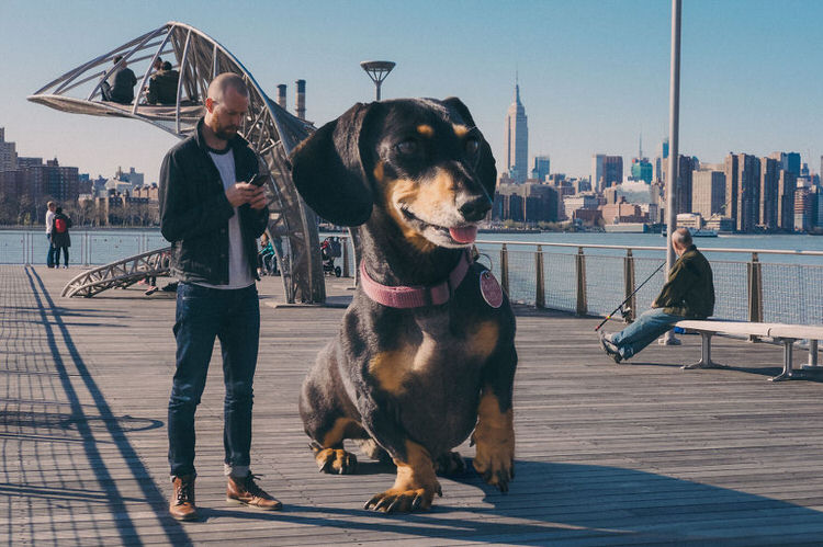 This Man Photoshops His Dachshund Dog to the size she thinks she is
