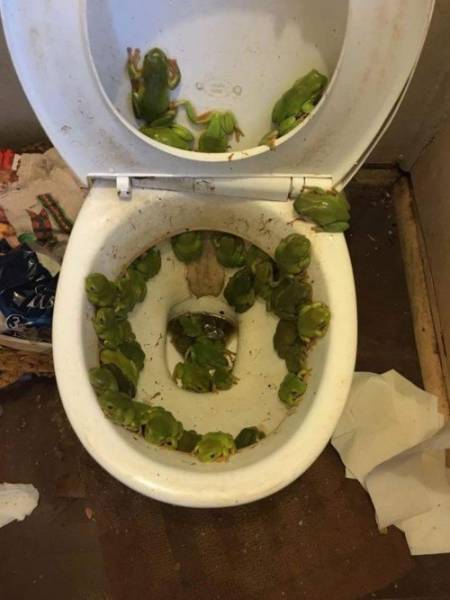 We Don’t Always Realize The Sh#t Toilets Must Have Seen (17 pics)