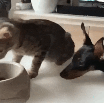 Who Said Cats And Dogs Are Enemies? (17 pics + 1 gif)