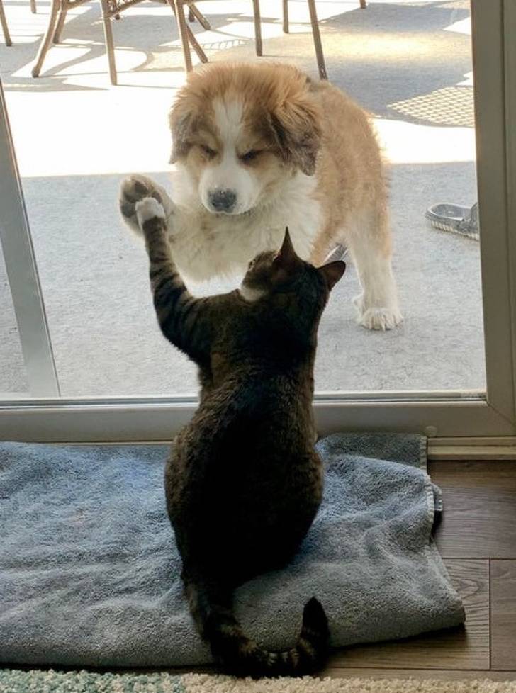 Who Said Cats And Dogs Are Enemies? (17 pics + 1 gif)