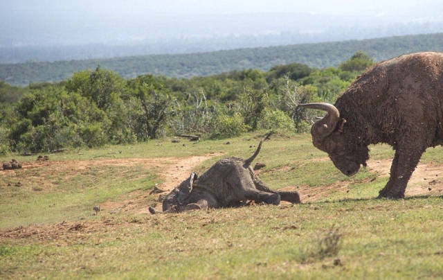 Why You Shouldn’t Mess With Baby Elephants (5 pics)