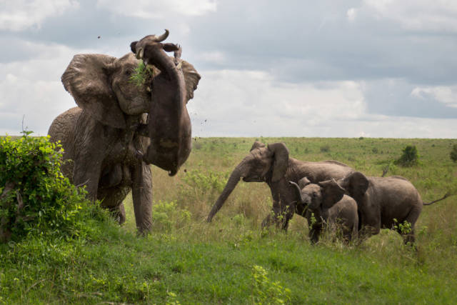 Why You Shouldn’t Mess With Baby Elephants (5 pics)